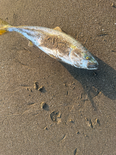 イナダの釣果