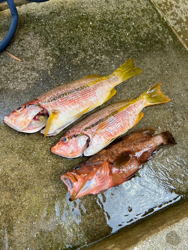 ヨコシマフエフキの釣果