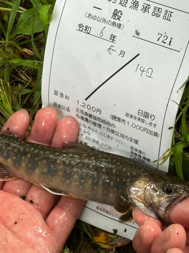 イワナの釣果