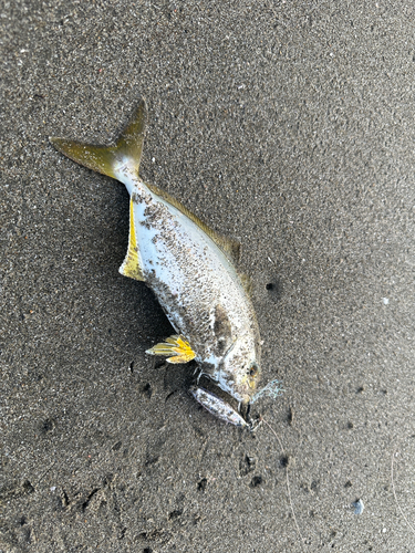 ショゴの釣果