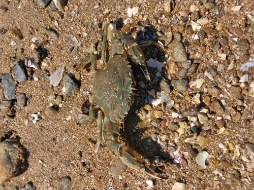 ワタリガニの釣果