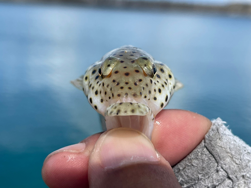 オグロトラギスの釣果