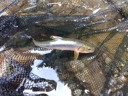 カワムツの釣果