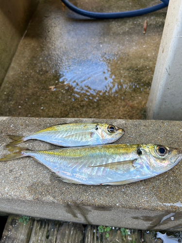 アジの釣果