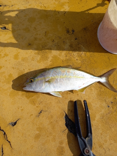 アカビラの釣果