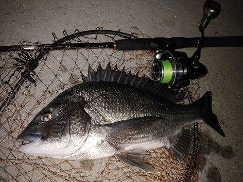 クロダイの釣果