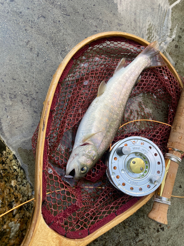 イワナの釣果