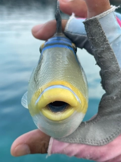 ムラサメモンガラの釣果