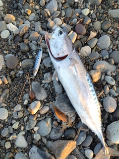 マルソウダの釣果