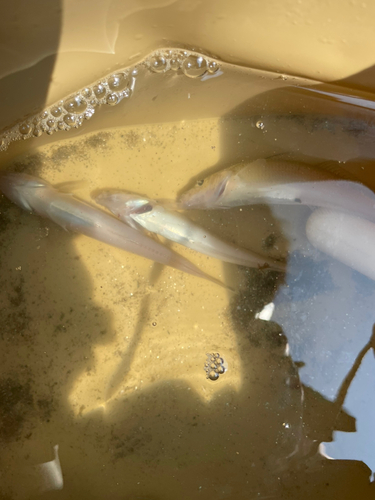 キスの釣果