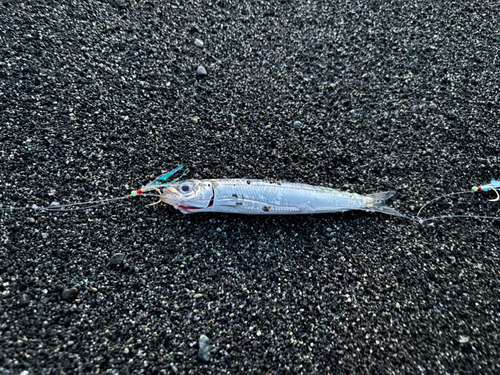 イワシの釣果