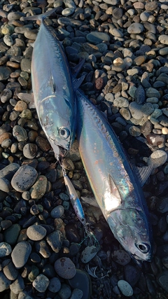 ソウダガツオの釣果