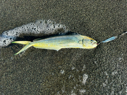 シイラの釣果