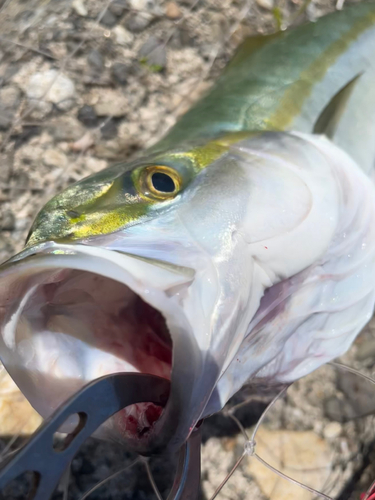 ハマチの釣果