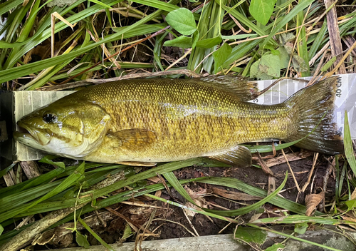 スモールマウスバスの釣果