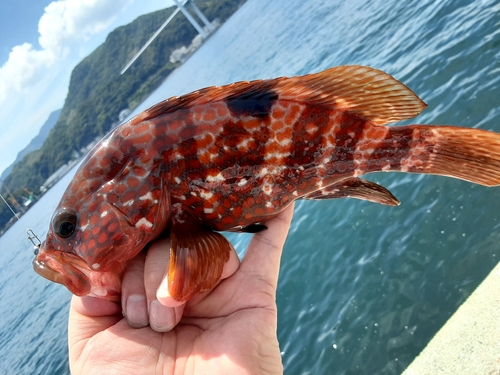 アコウの釣果