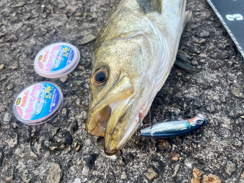 シーバスの釣果