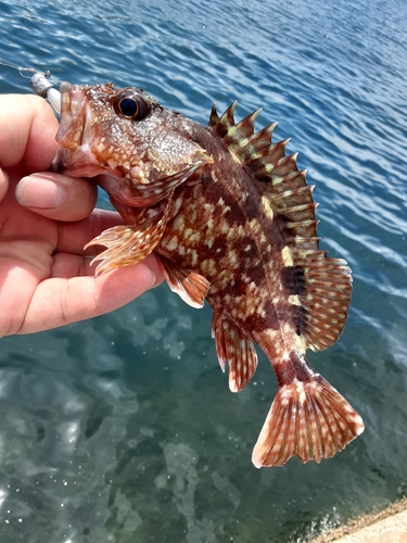 アラカブの釣果