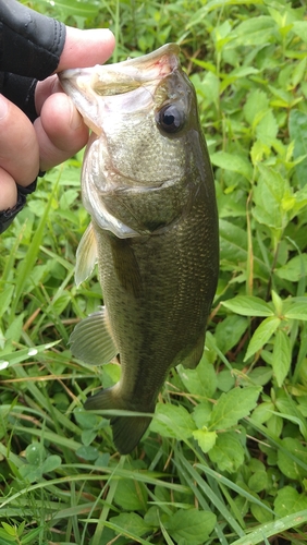 ラージマウスバスの釣果