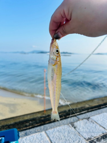 キスの釣果