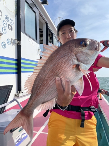 マダイの釣果