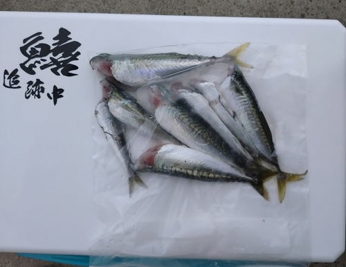 サバの釣果