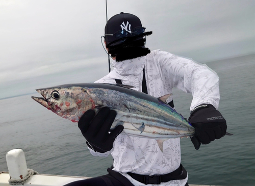 カツオの釣果