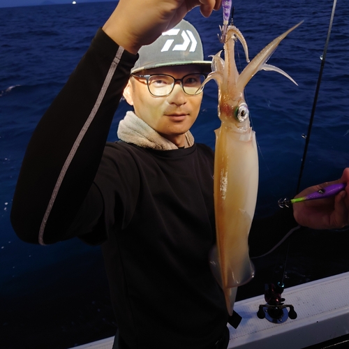 ヤリイカの釣果