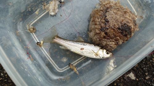 アブラハヤの釣果