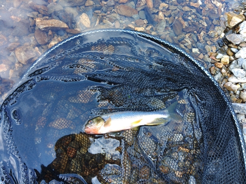 カワムツの釣果