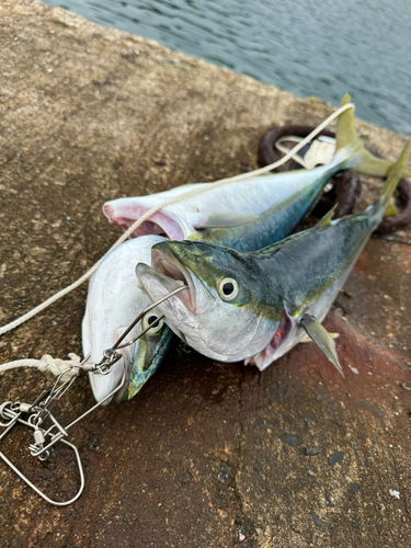 イナダの釣果