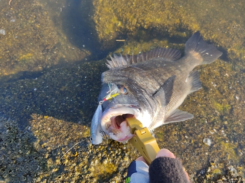 チヌの釣果