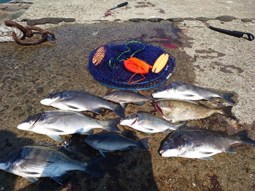 クロダイの釣果