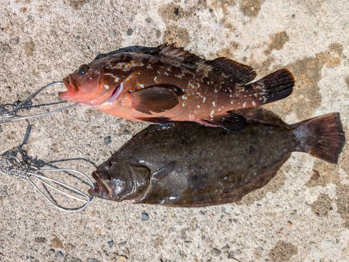 アコウの釣果