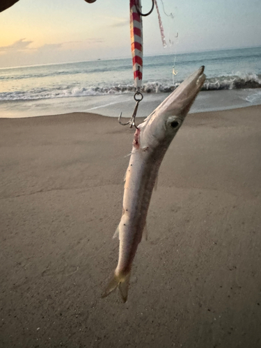 カマスの釣果