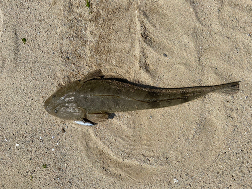 マゴチの釣果