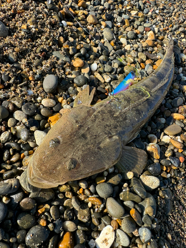 マゴチの釣果