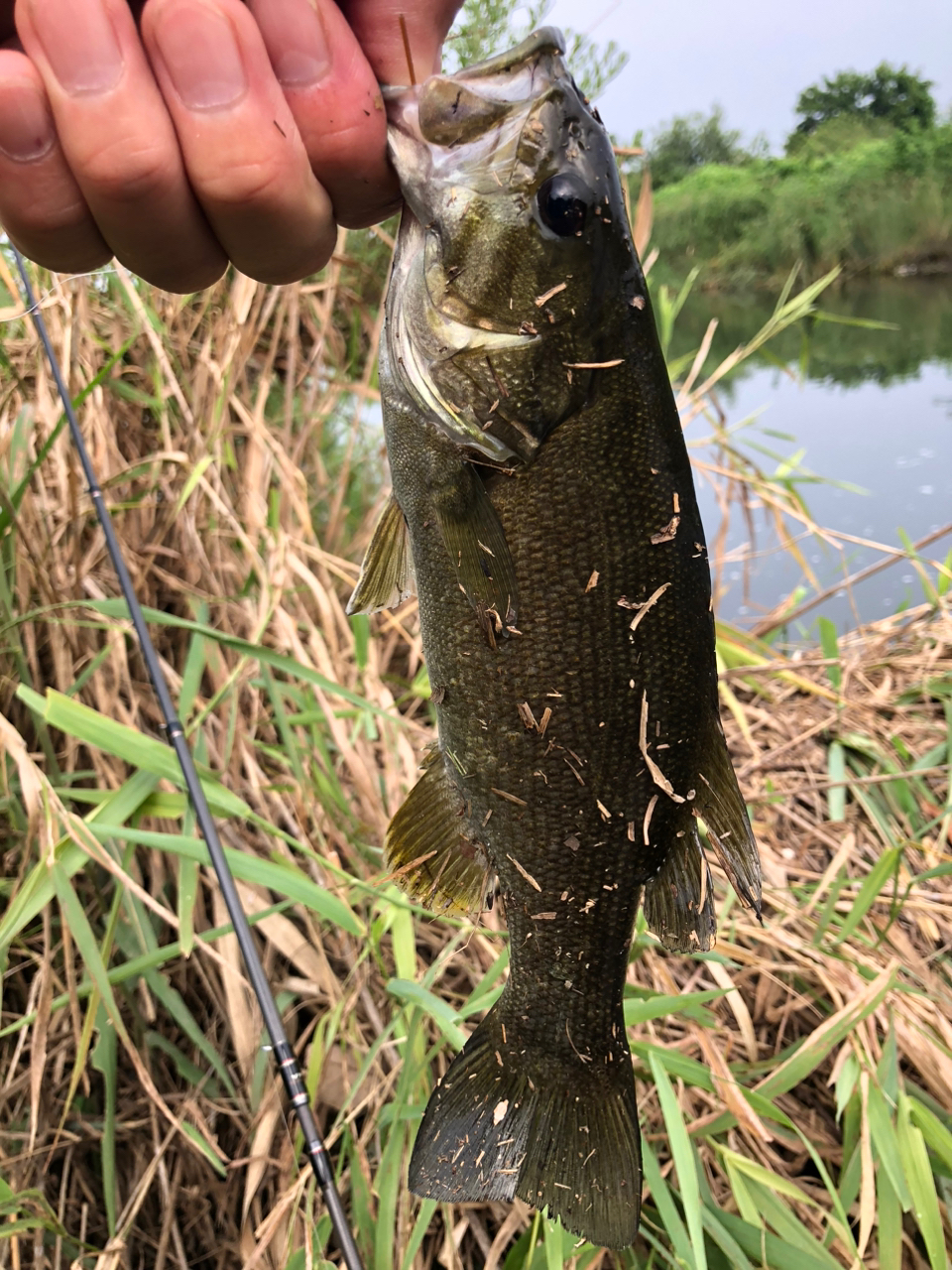 スモールマウスバス