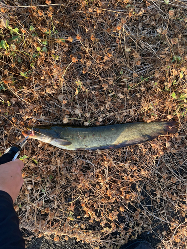 ナマズの釣果