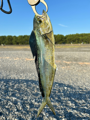 シイラの釣果