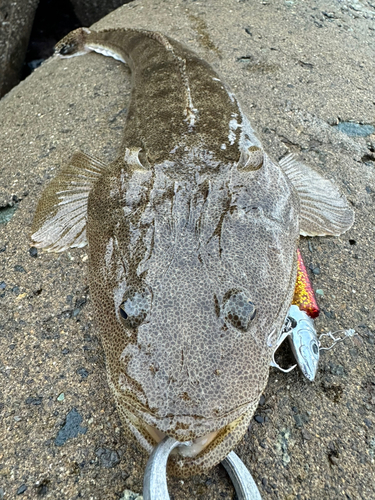 マゴチの釣果