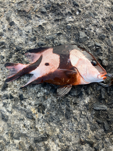 センネンダイの釣果