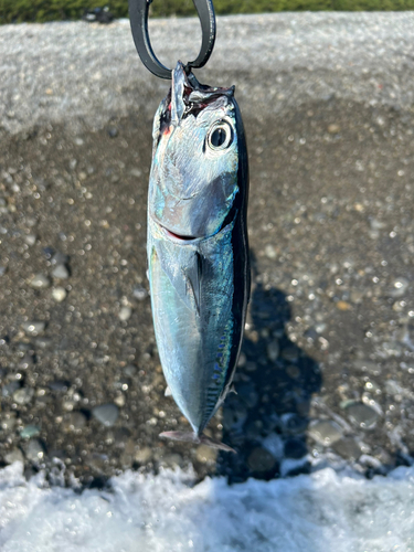 ソウダガツオの釣果