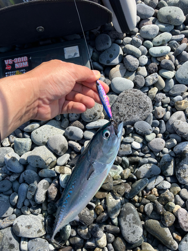 マルソウダの釣果