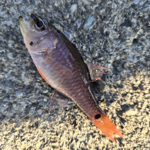 ネンブツダイの釣果