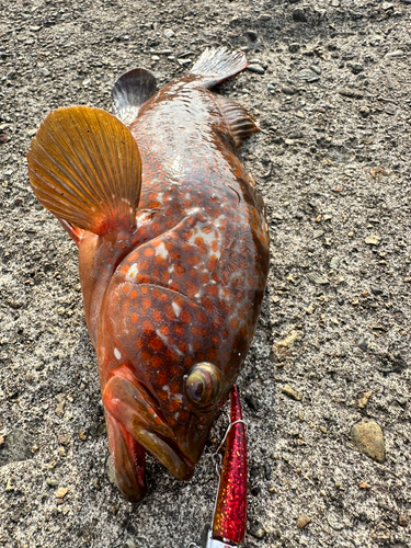 アコウの釣果