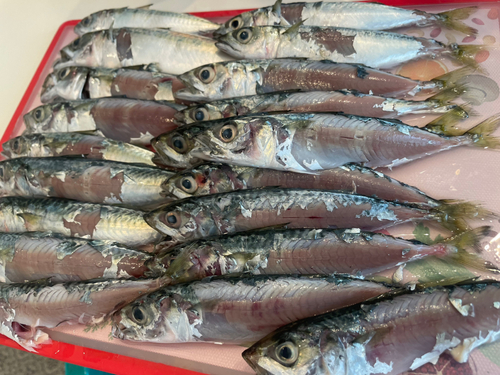 サバの釣果