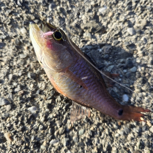 ネンブツダイの釣果