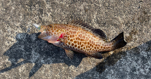 オオモンハタの釣果