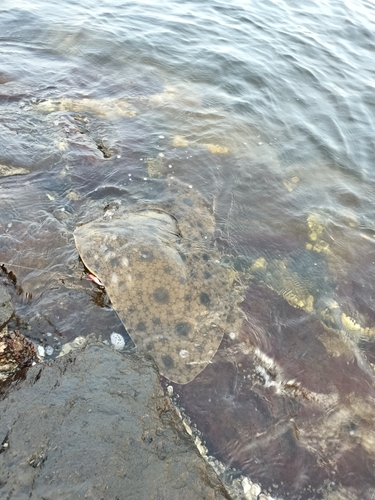 ツバクロエイの釣果